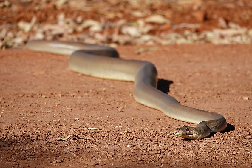 An olive python (Liasis olivaceus)