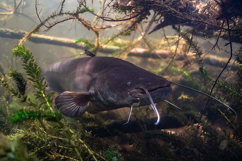 A wels catfish (Silurus glanis)
