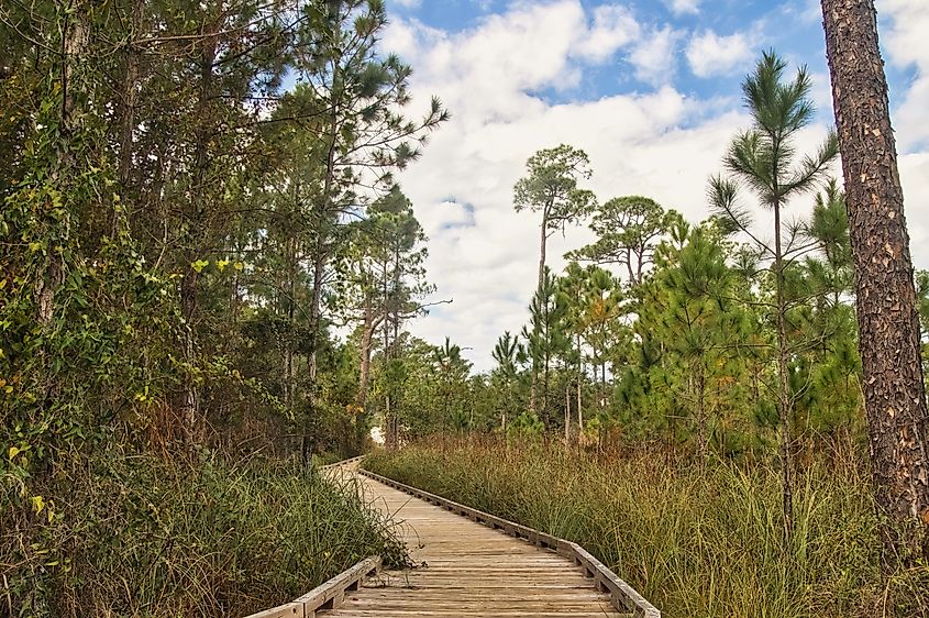View of a boardwalk along a nature trail during autumn at Gulf State Park