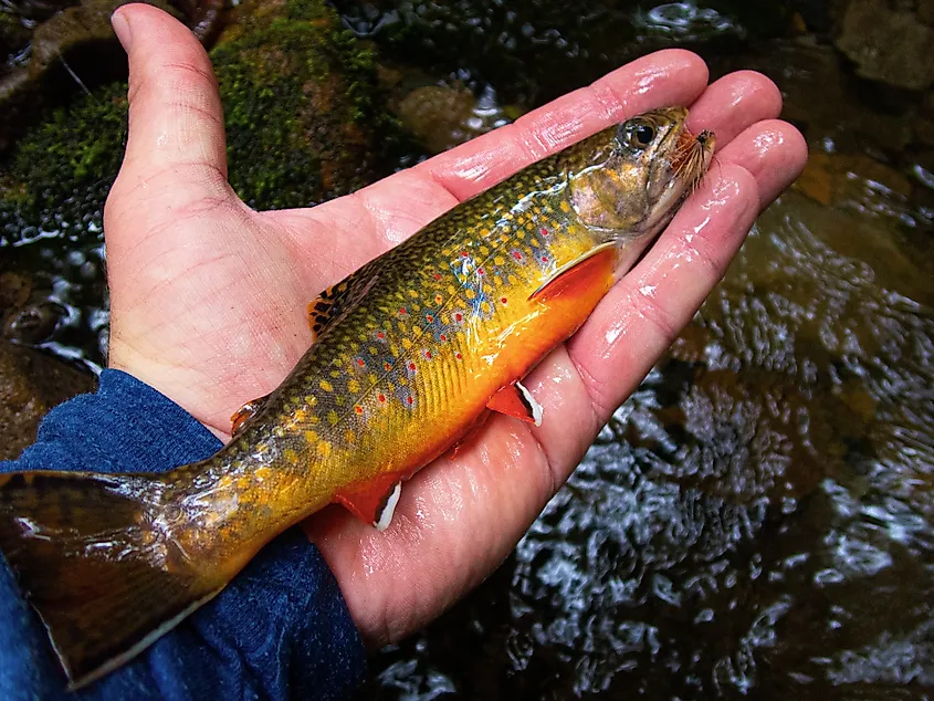 A southern Appalachian brook trout (Salvelinus fontinalis)