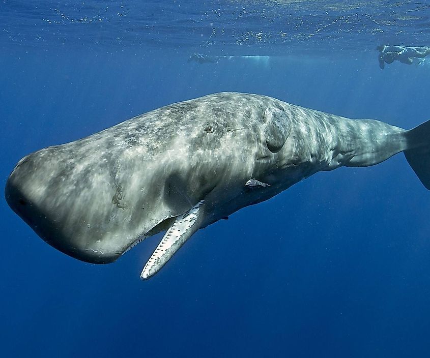 A Sperm whale (Physeter macrocephalus)