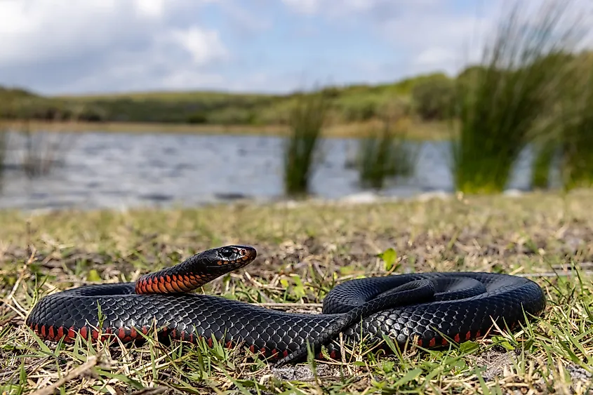 A red-bellied snake (Pseudechis porphyriacus)