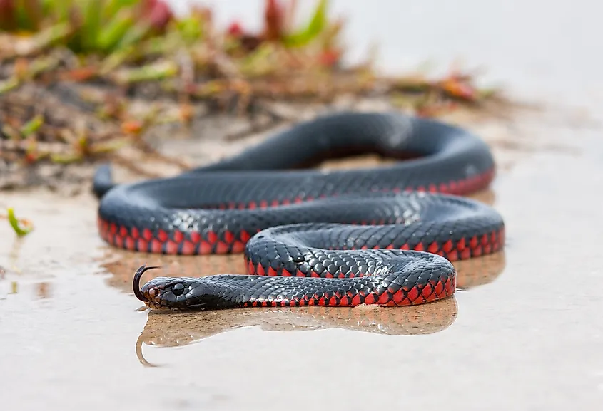 A red-bellied snake (Pseudechis porphyriacus)