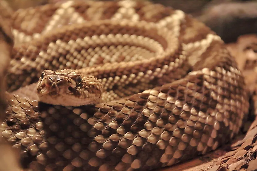 A neotropical rattlesnake (Crotalus durissus)