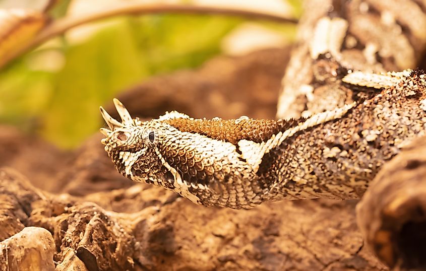 A rhinoceros viper (Bitis nasicornis)