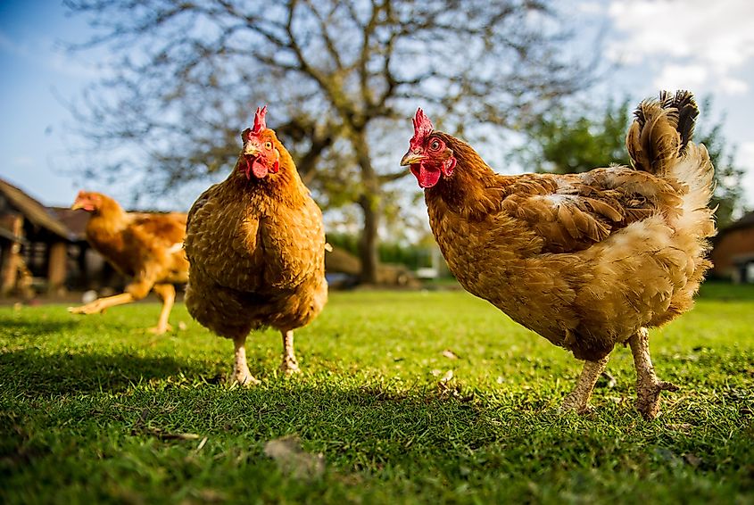 A rooster among hens.
