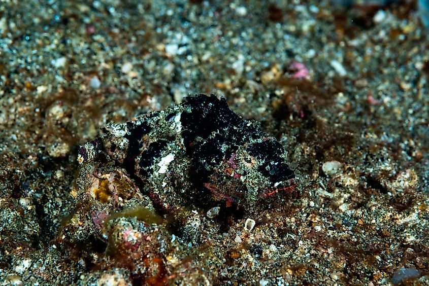 A devil scorpionfish (Scorpaenopsis diabolus)