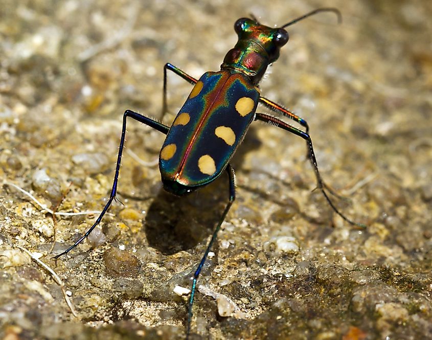 A Salt Creek tiger beetle (Ellipsoptera nevadica lincolniana)