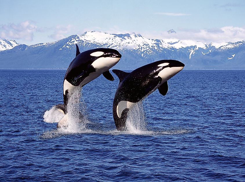A pair of orcas
