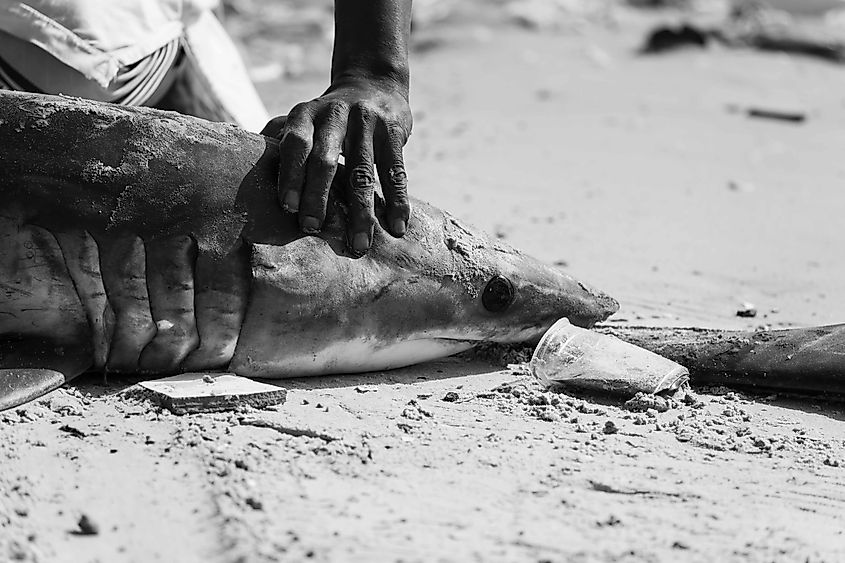 A dead mako shark