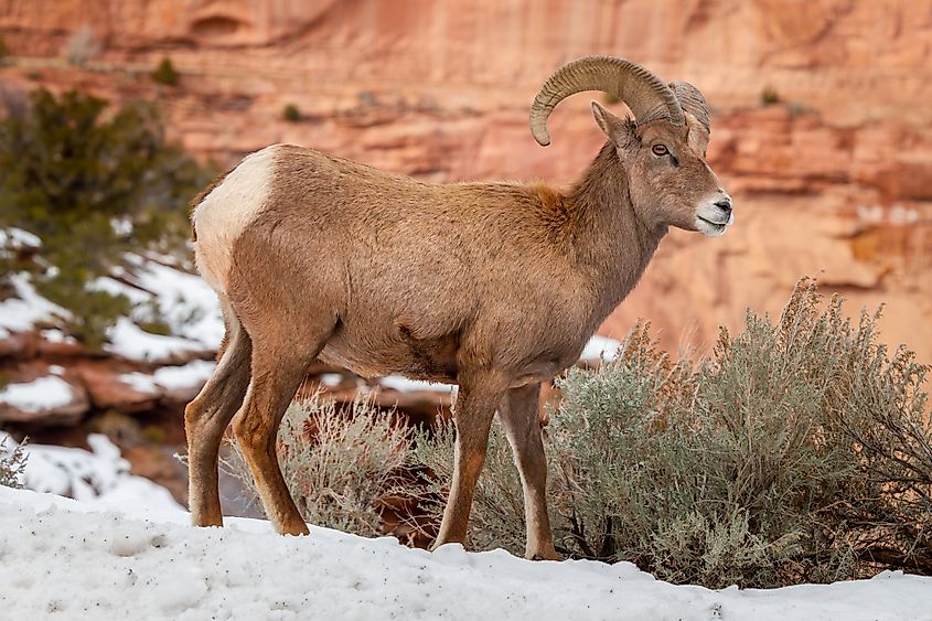 A desert bighorn sheep (Ovis canadensis nelsoni)