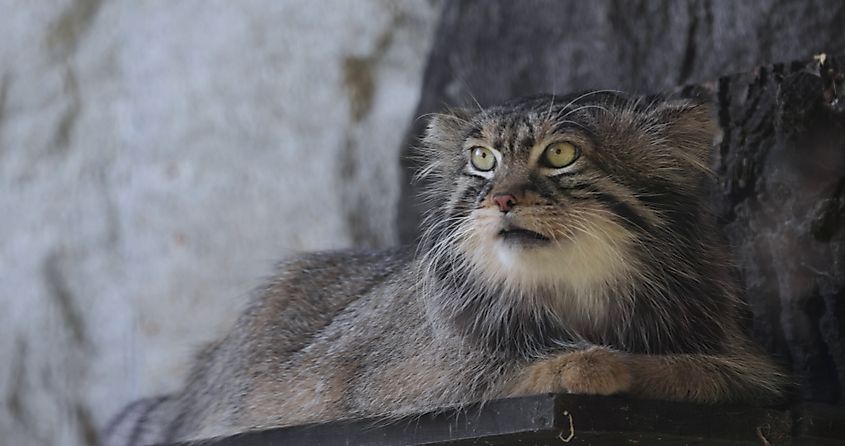 A Pallas's cat (Otocolobus manul)