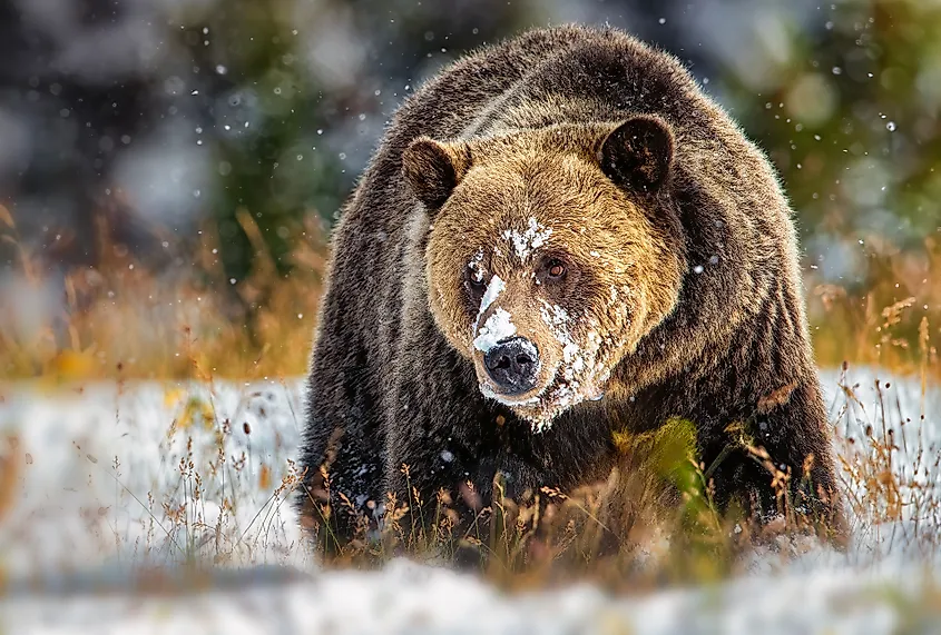 A grizzly bear in the snow