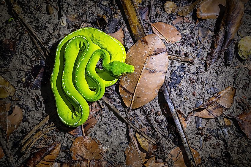 A green tree python on a branch