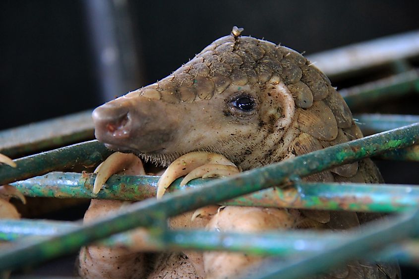 A pangolin trapped in a cage