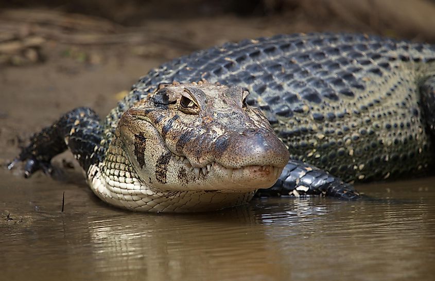 A black caiman in a water body in the Amazon rainforest