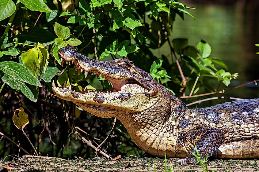 A black caiman (Melanosuchus niger)