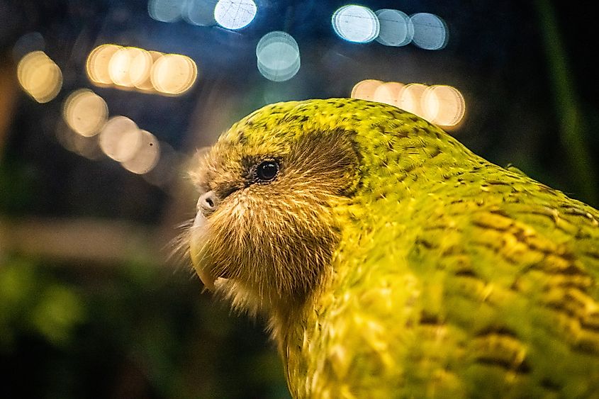 A kakapo (Strigops habroptilus)