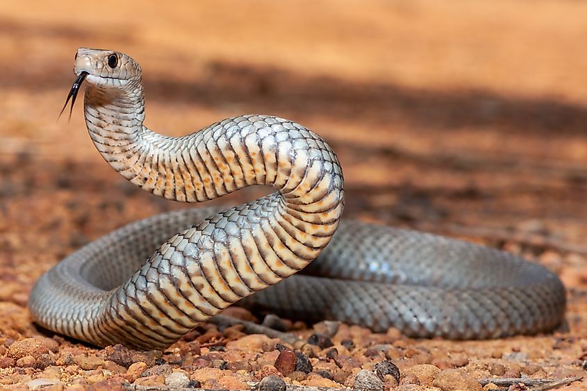 An eastern brown snake (Pseudonaja textilis)
