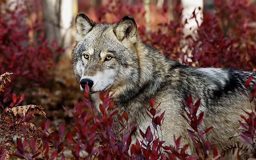 A grey wolf (Canis lupus)