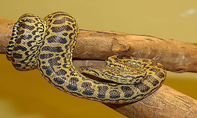 A yellow anaconda (Eunectes notaeus).