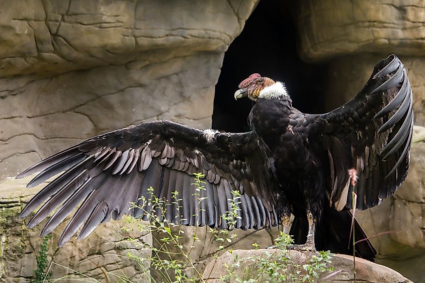 An Andean condor (Vultur gryphus)