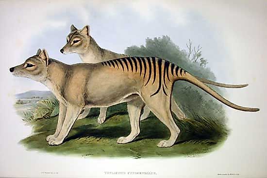 An illustration of two Tasmanian tigers.
