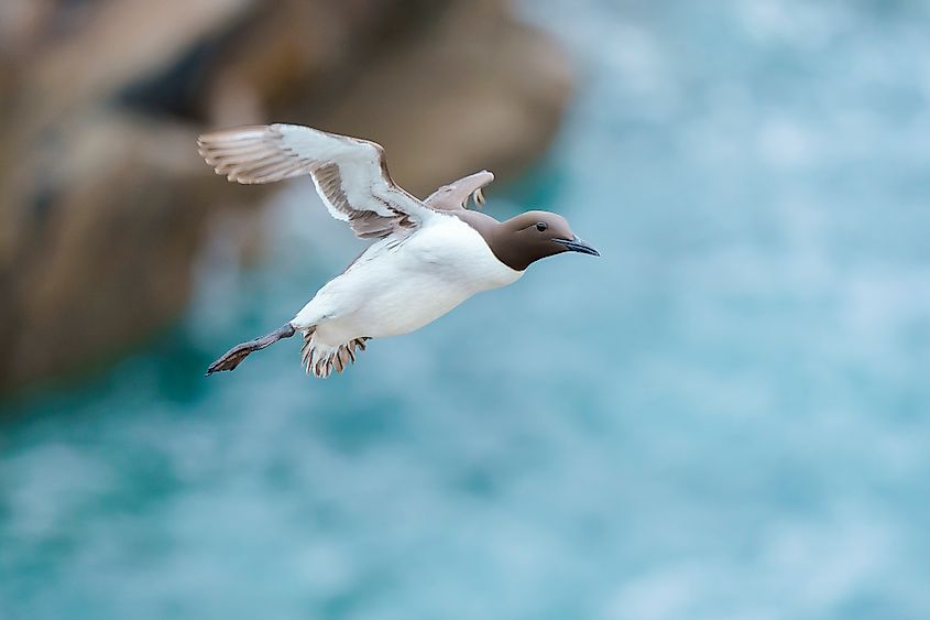 A common murre (Uria aalge)