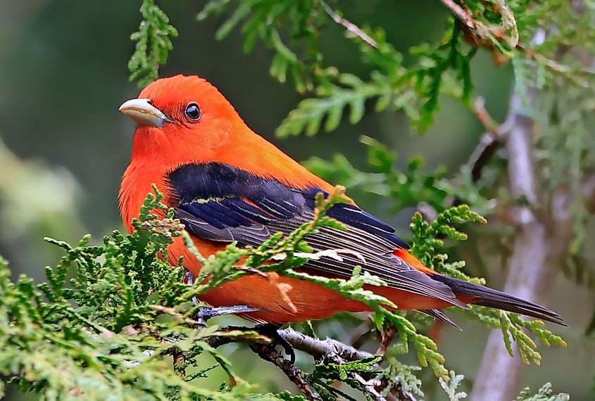 A scarlet tanager (Piranga olivacea)