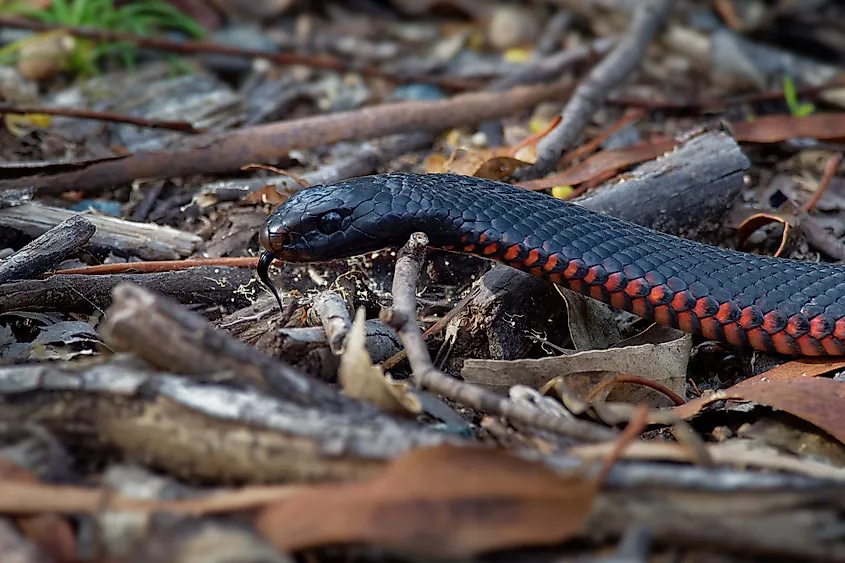 A red-bellied snake (Pseudechis porphyriacus)