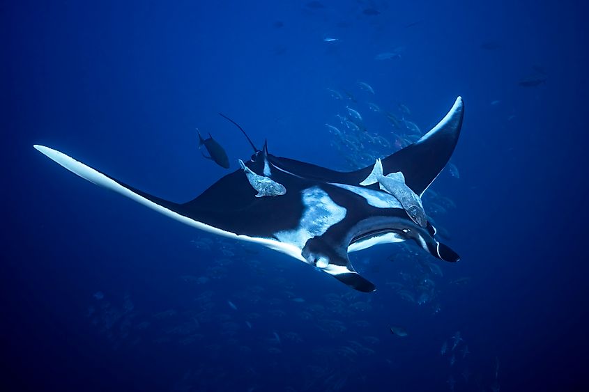 A giant manta ray (Mobula birostris)