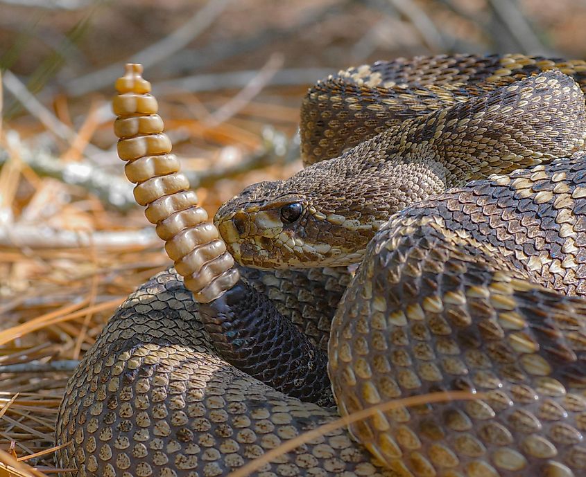Close-up of the head of an Eastern diamondback rattlesnake.