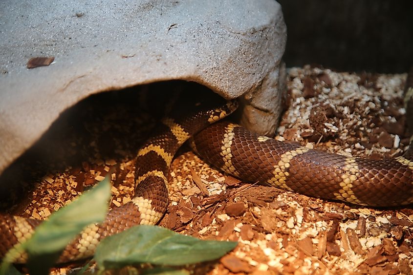 Brown and yellow California King snake. 