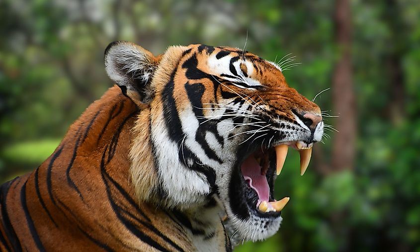An Indochinese tiger (Panthera tigris corbetti)