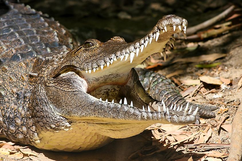 A saltwater crocodile with its jaws open.