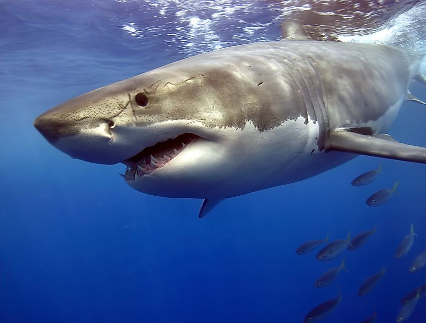 A great white shark near the surface.