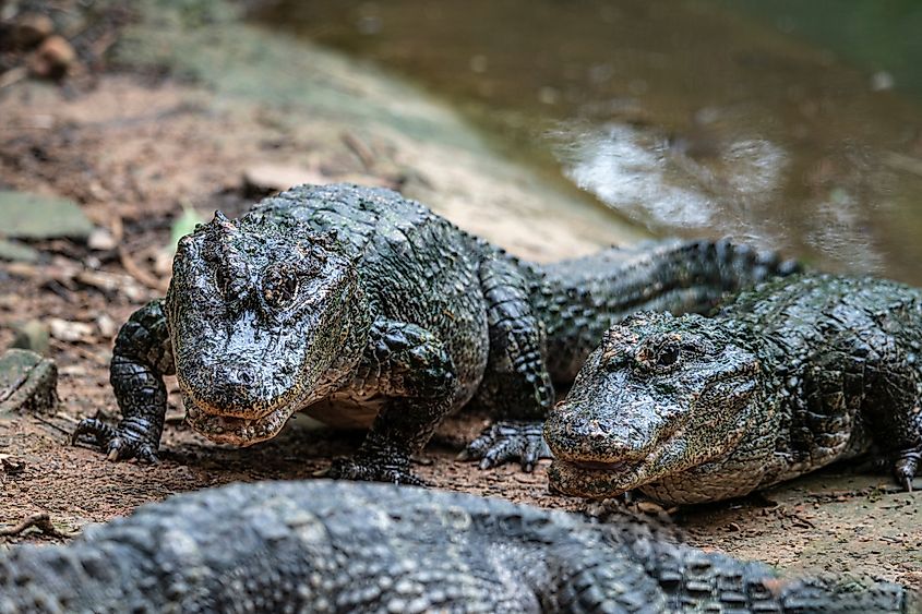 Chinese alligator close-up