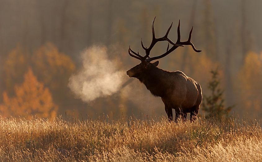 An elk (Cervus canadensis)