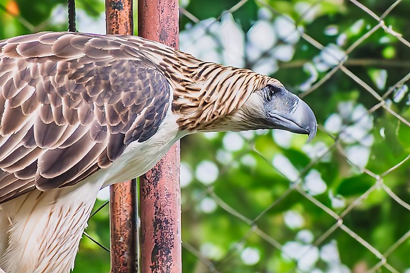 A Philippine eagle (Pithecophaga jefferyi)