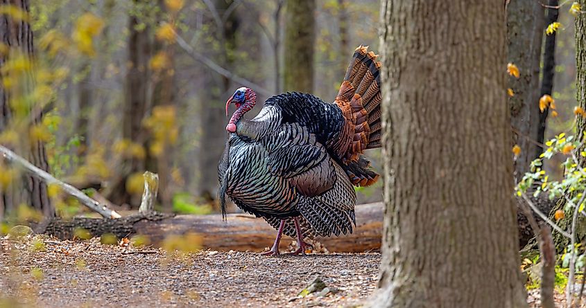 An eastern wild turkey (Meleagris gallopavo silvestris)