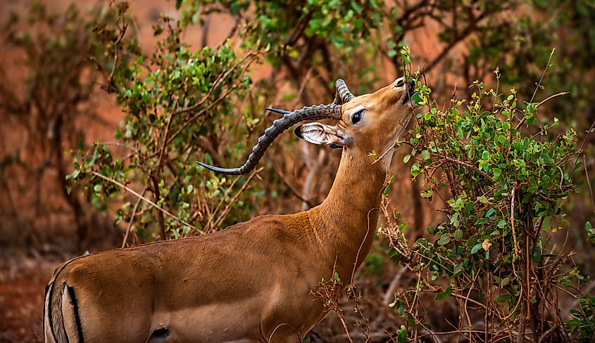 An impala (Aepyceros melampus)