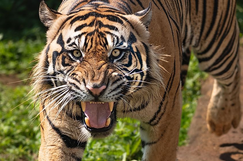A Sumatran tiger (Panthera tigris sondaica)