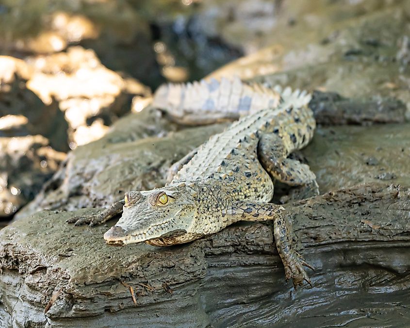 An American crocodile (Crocodylus acutus)