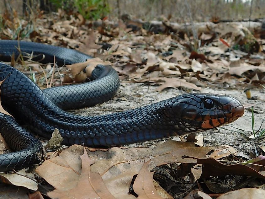 View of an eastern indigo snake.