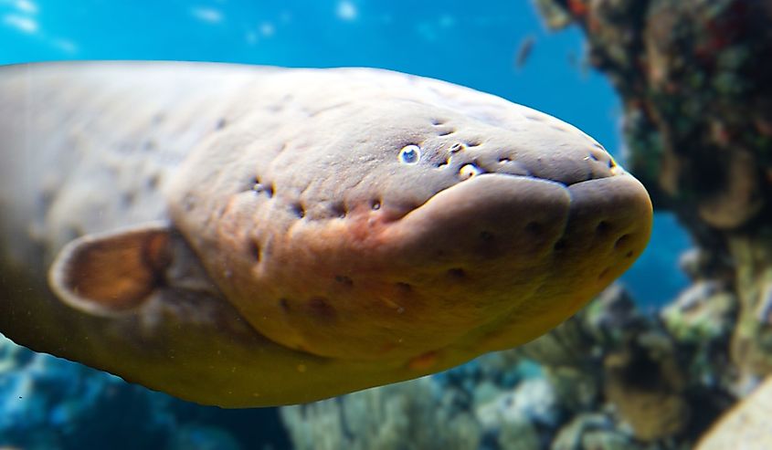 Close up of an electric eel.