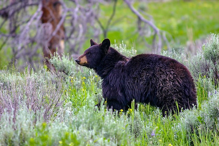 An American black bear (Ursus americanus)