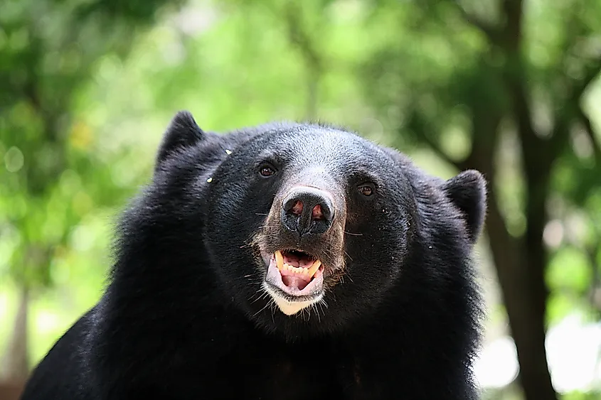 An Asian black bear (Ursus thibetanus)