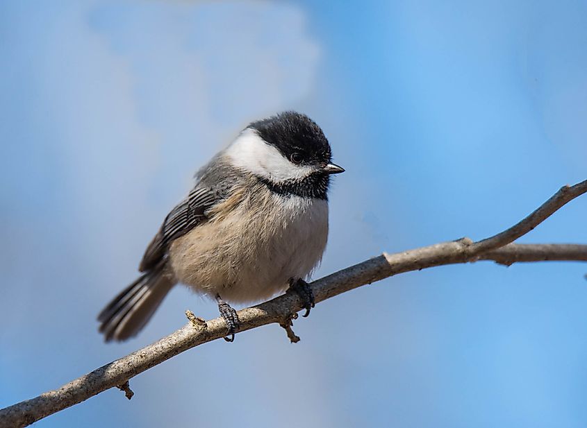 A black-capped chickadee on a branch.