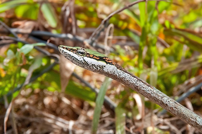 A southern vine snake (Thelotornis capensis)