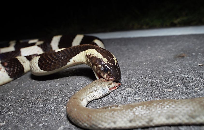 A banded krait swallowing another snake.